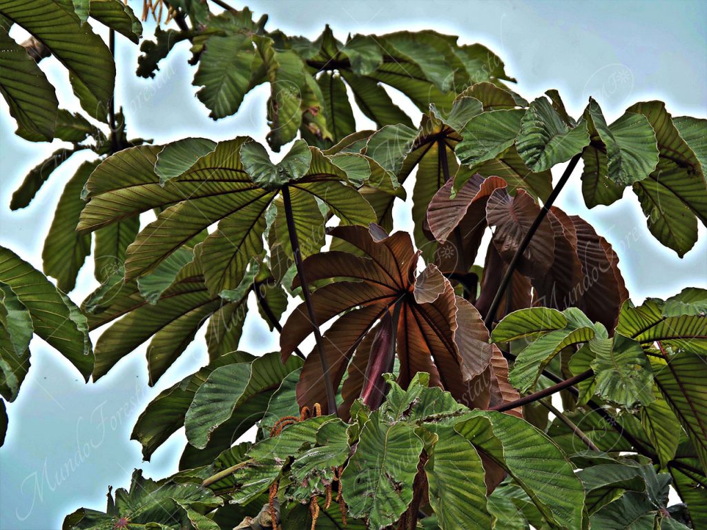 Guarumos - Cecropia spp. -
