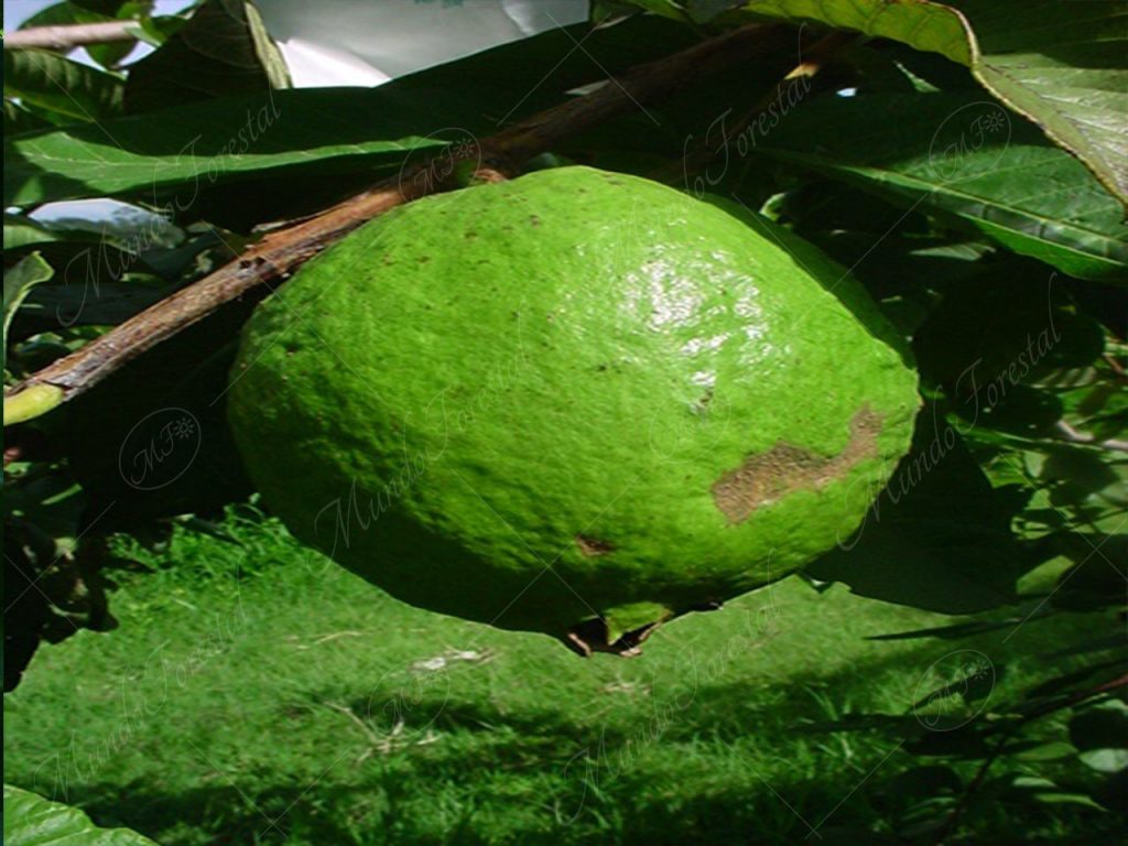 La guayaba o el guayabo - Psidium guajava -