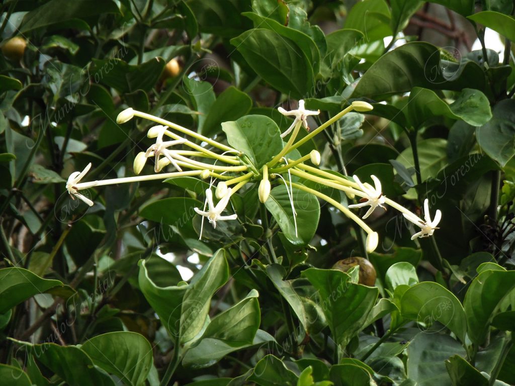 Guayaba de mono - Posoqueria latifolia -