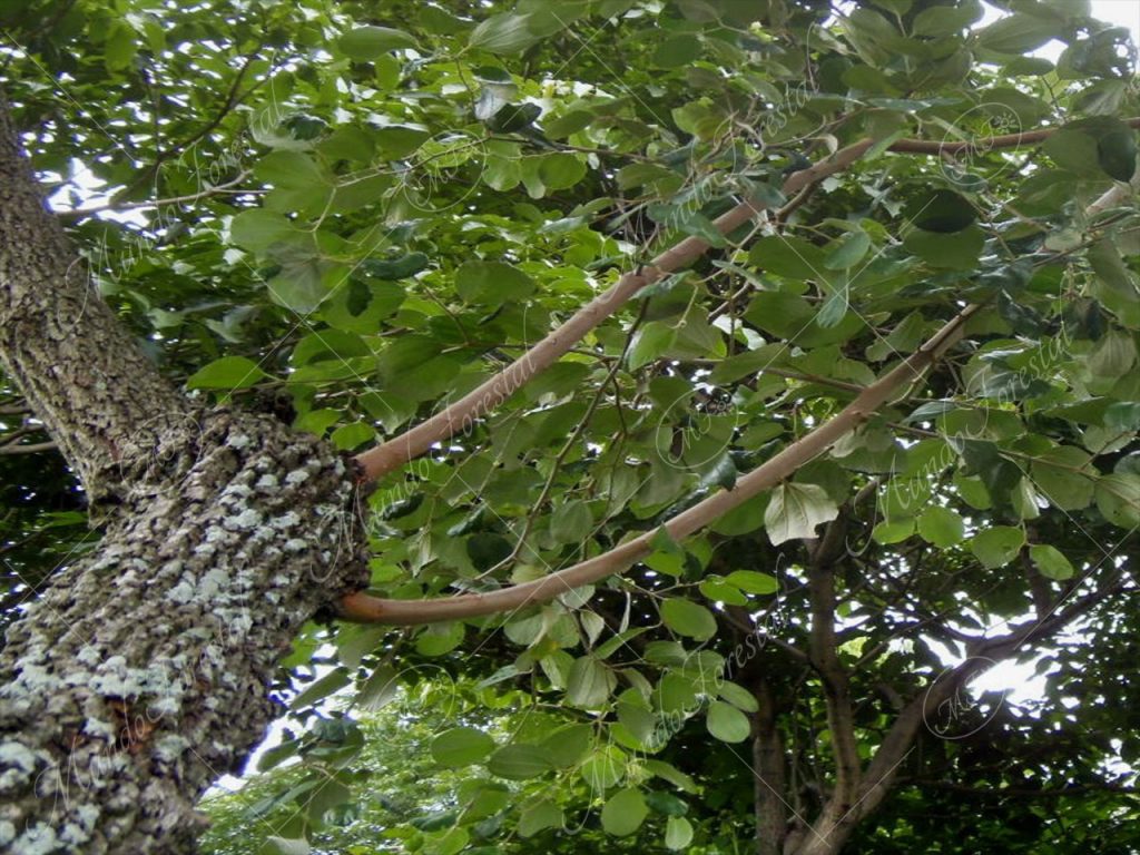 Guinda o ponsiré