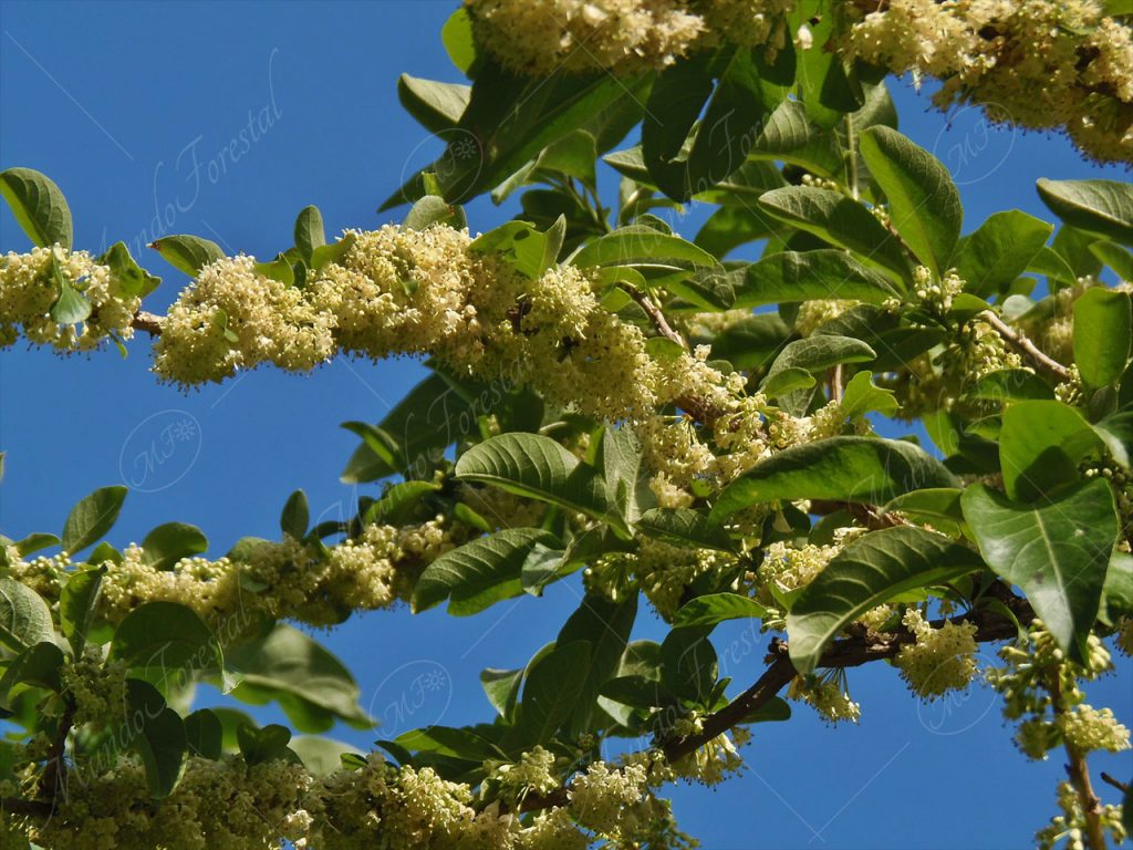 El güitite - Iochroma arborescens -