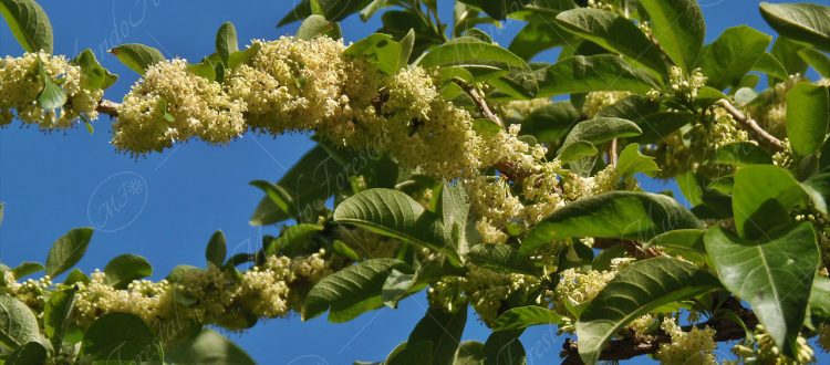 El güitite - Iochroma arborescens -