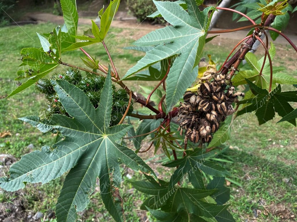 Higuerilla - Ricinus communis -