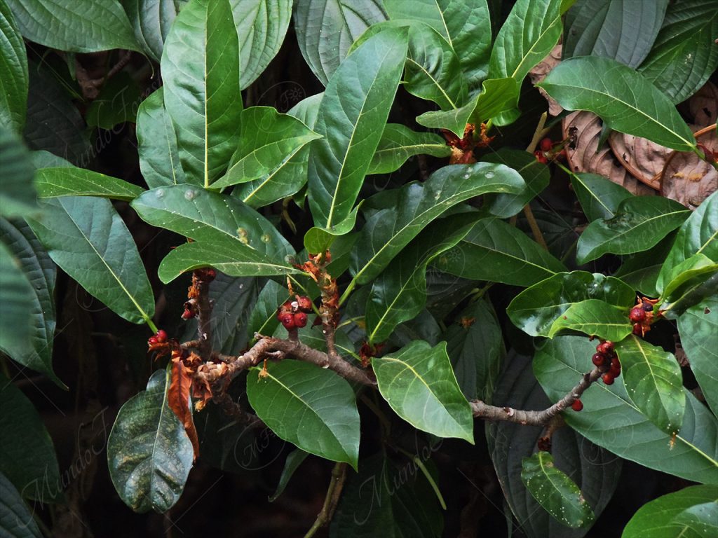 Higuerón colorado - Ficus costaricana -