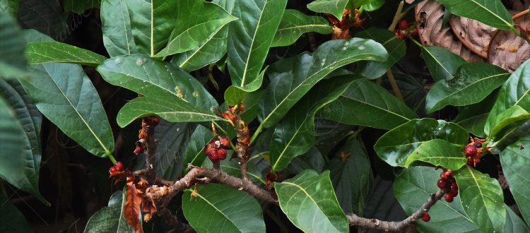 Higuerón colorado - Ficus costaricana -