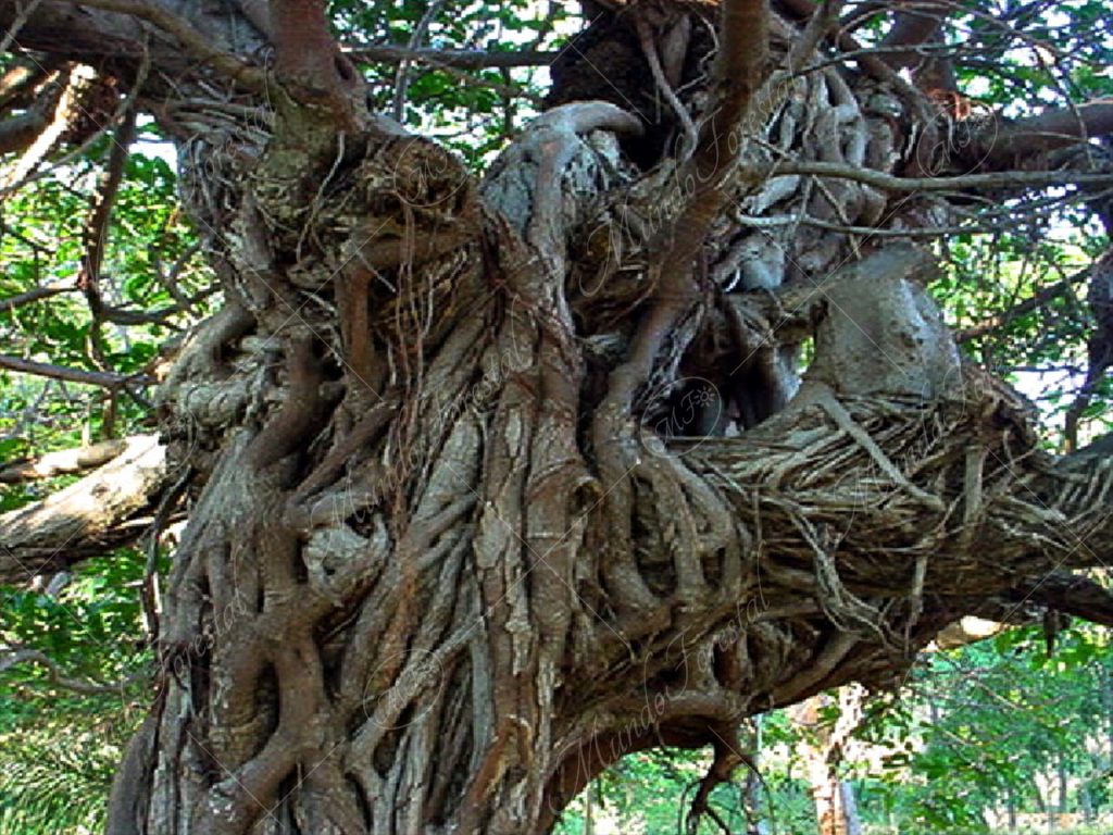 Higuerones - Ficus sp.-