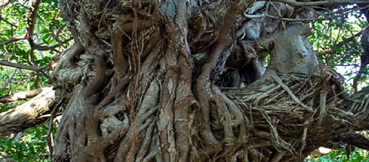 Higuerones - Ficus sp.-