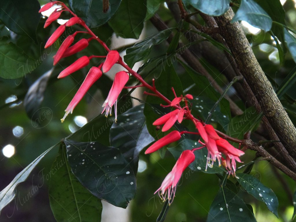 Hombre grande - Quassia amara
