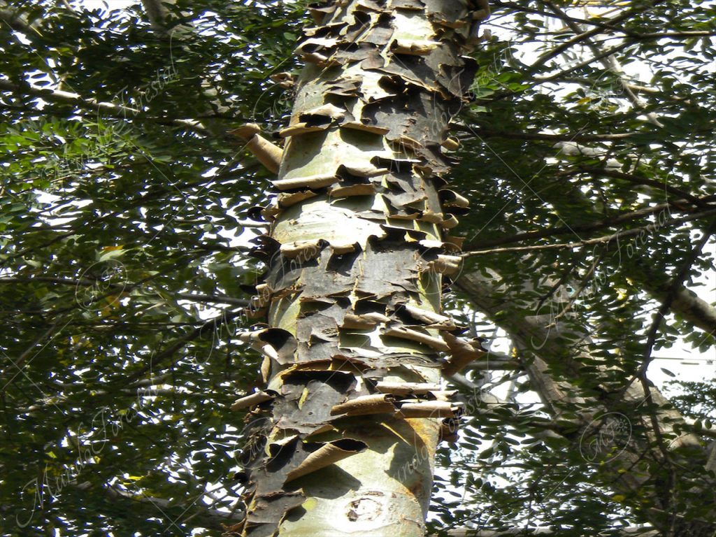 El hormigo - Triplaris melaenodendron -