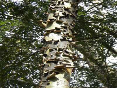 El hormigo - Triplaris melaenodendron -