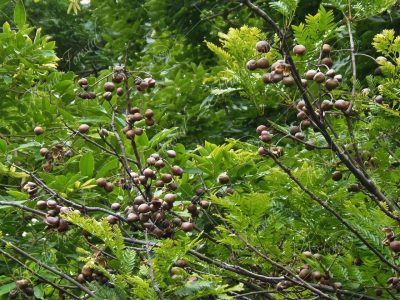 El iguano - Dilodendron costaricense -
