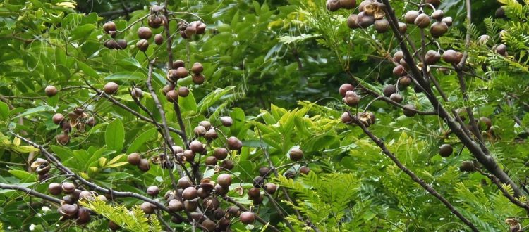 El iguano - Dilodendron costaricense -