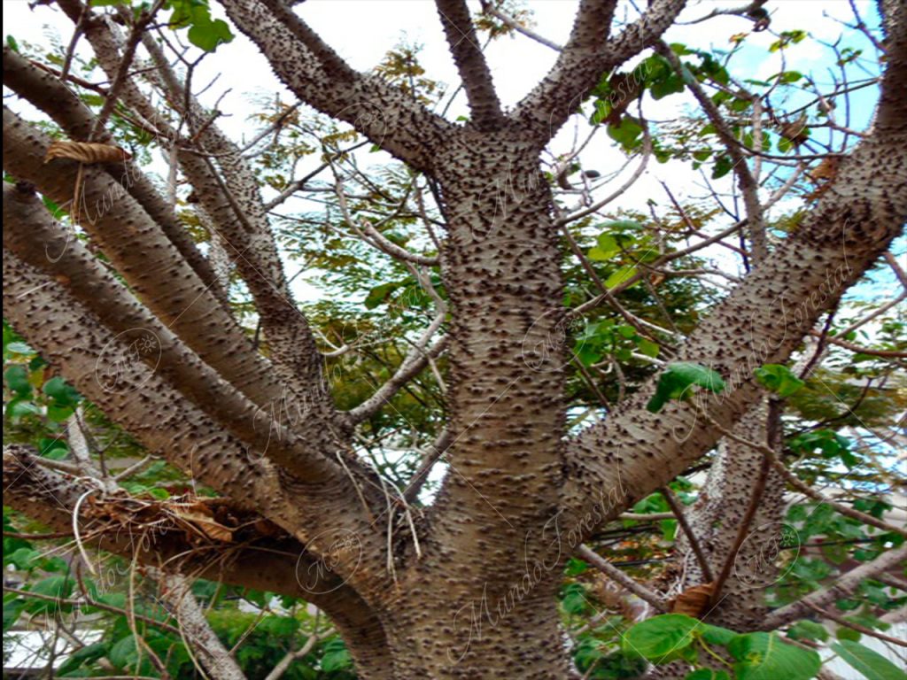 Jabillo - Hura crepitans