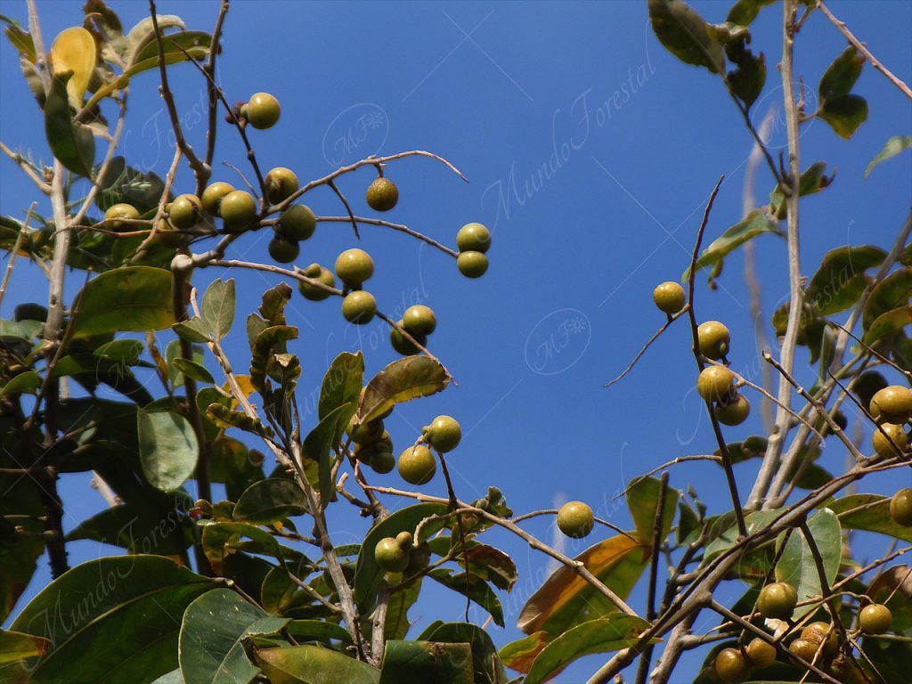 Jaboncillo - Sapindus saponaria
