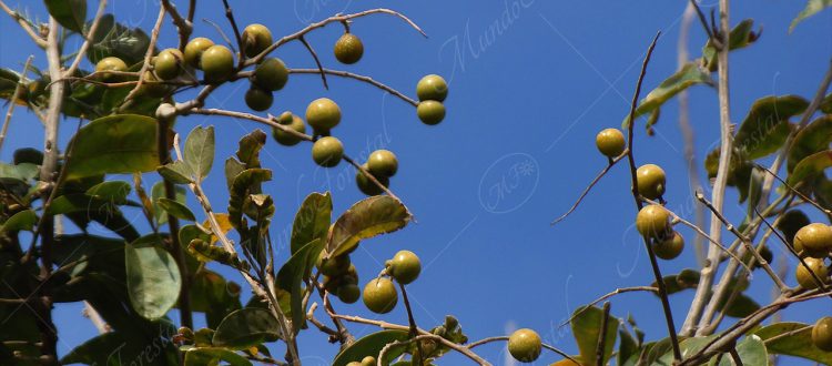 Jaboncillo - Sapindus saponaria