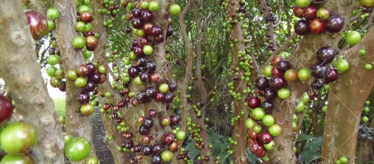 Jaboticaba - Plinia cauliflora -
