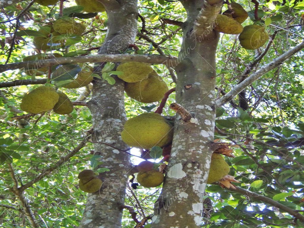 Jaca o jack-fruit