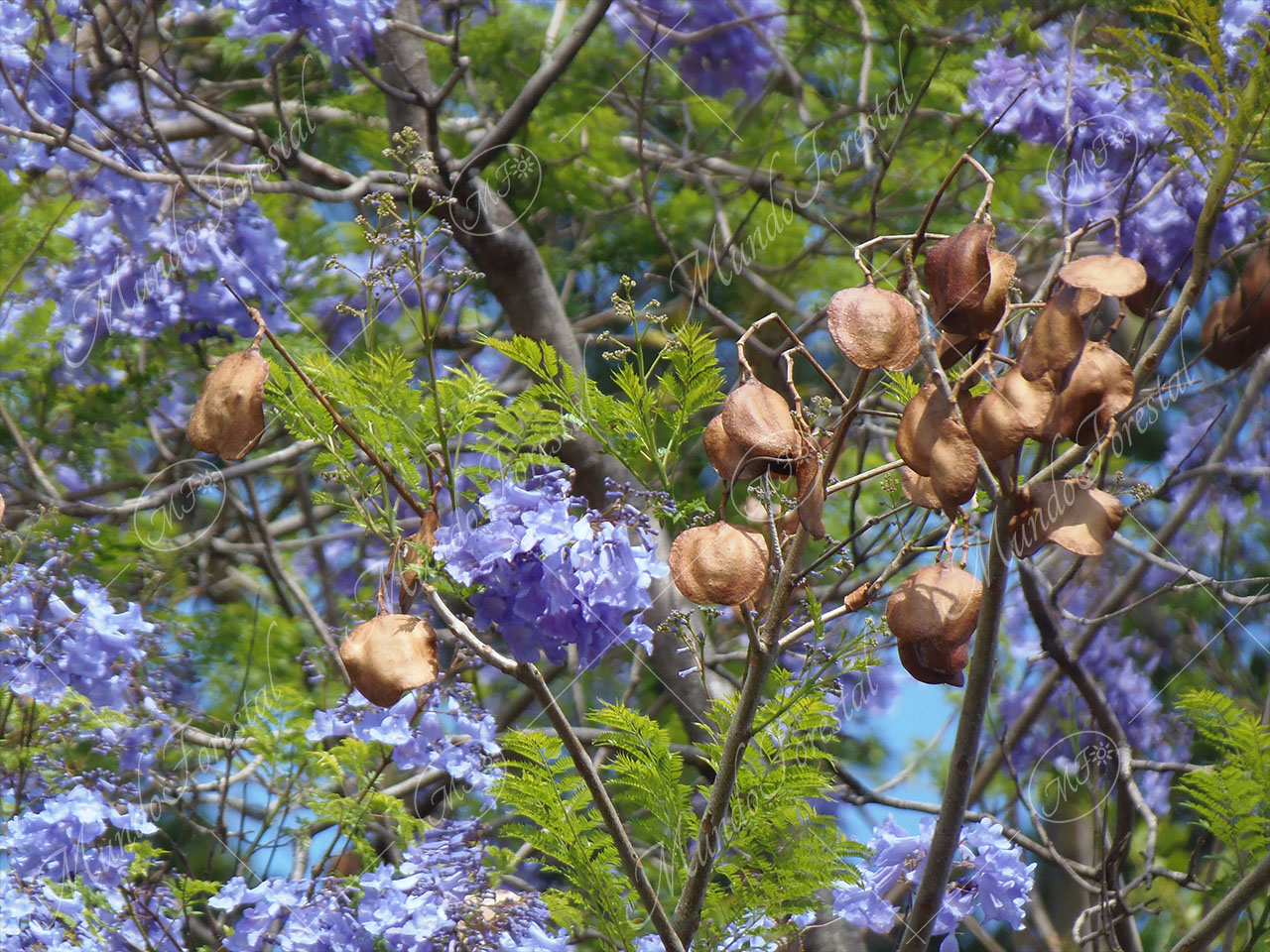 Jacaranda - Mundo Forestal