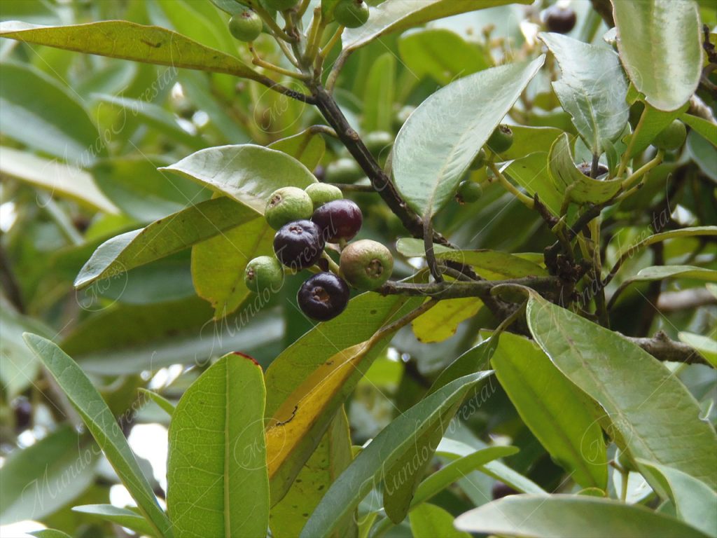 Jamaica o all-spice