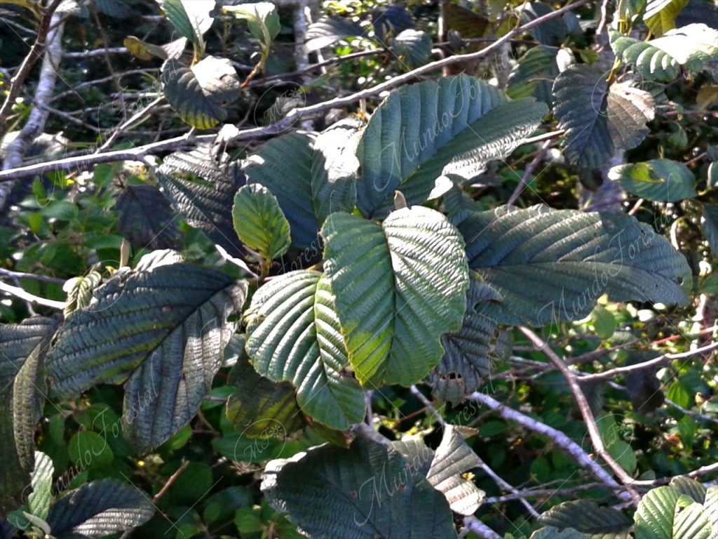 Jaúl - Alnus acuminata
