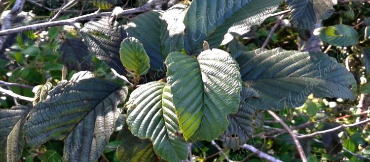 Jaúl - Alnus acuminata