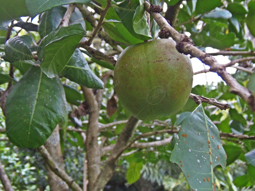 Jícaro de playa