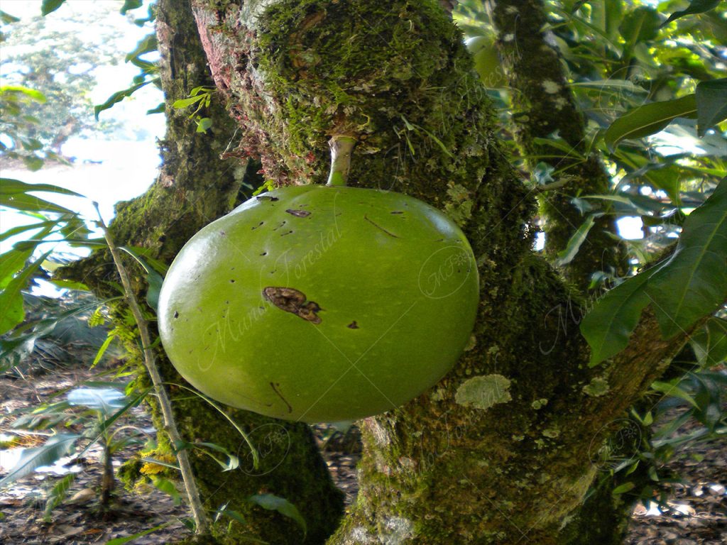 El jícaro guacal - Crescentia cujete -