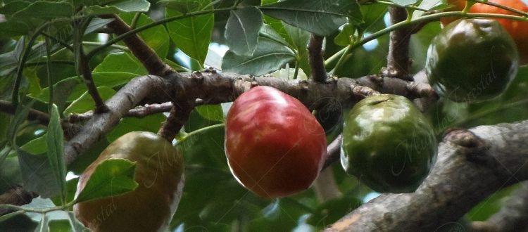 Jocote - Spondias purpurea .