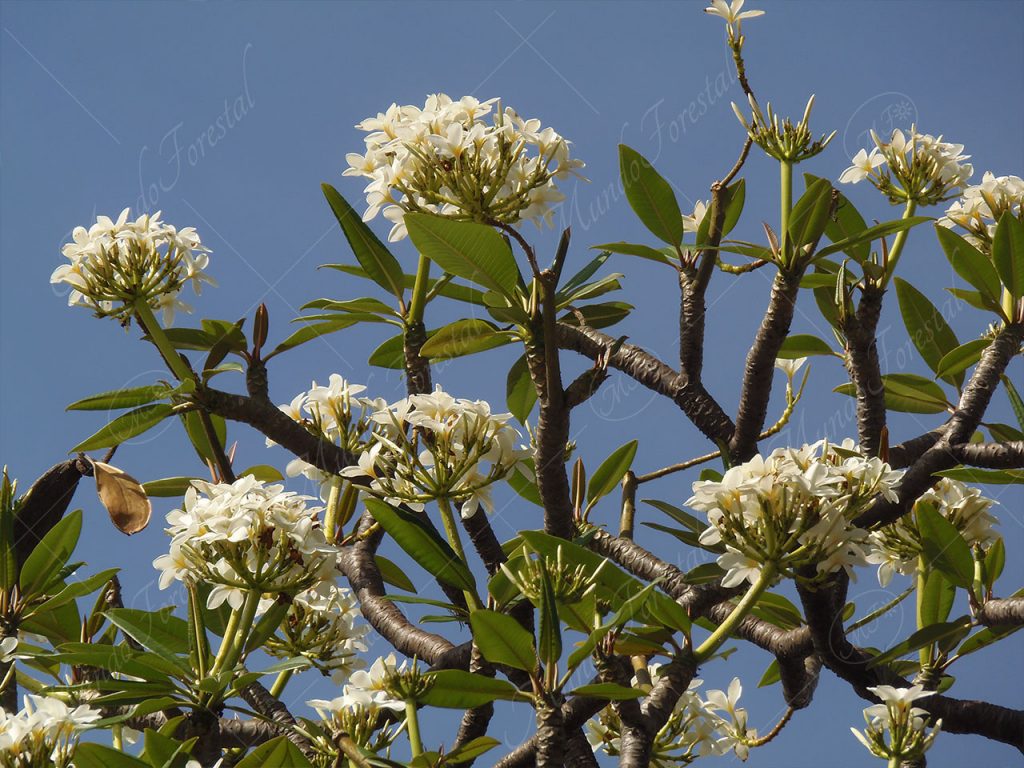 Juche Plumeria rubra