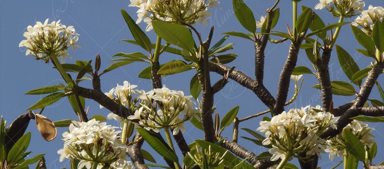 Juche Plumeria rubra