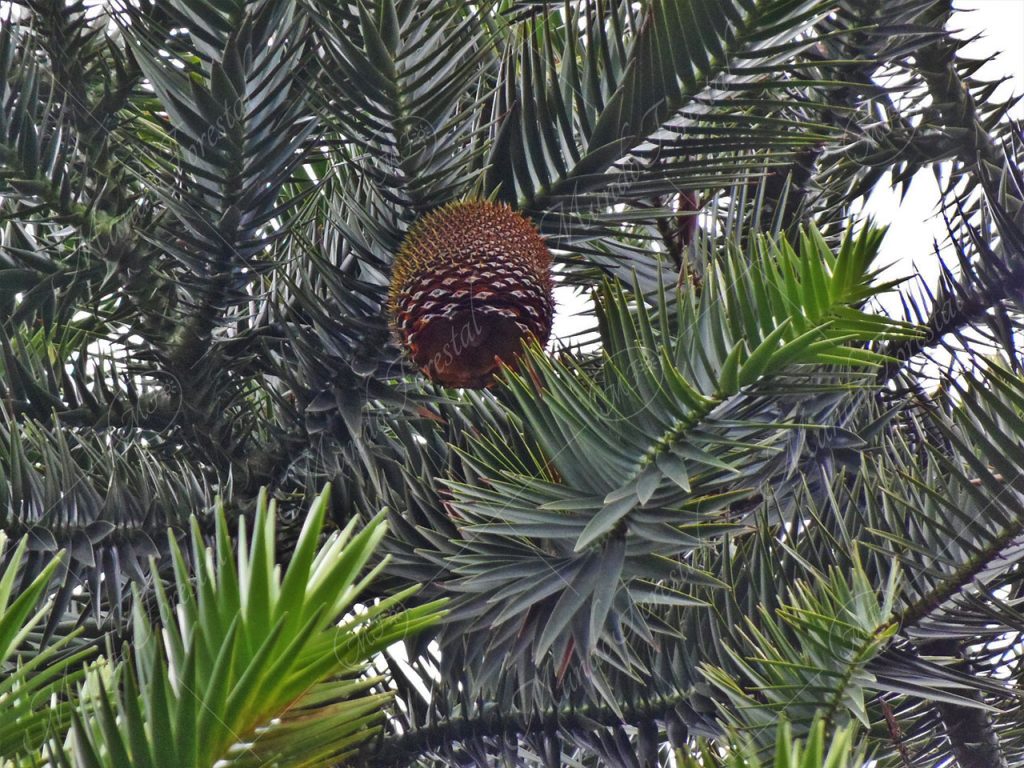 El kinkli o klinki -Araucaria hunsteinii -