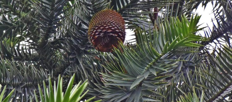 El kinkli o klinki -Araucaria hunsteinii -