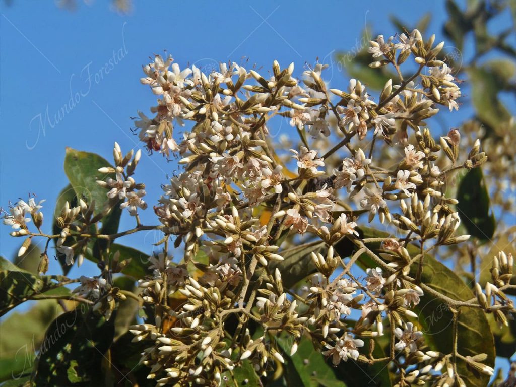 El laurel - Cordia alliodora -