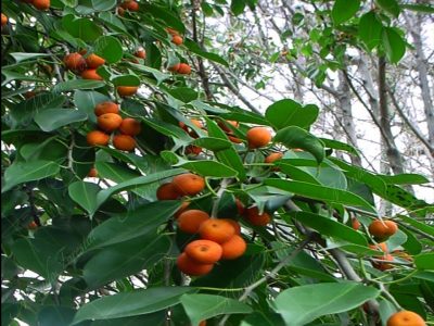Laurel de la India - Ficus benjamina