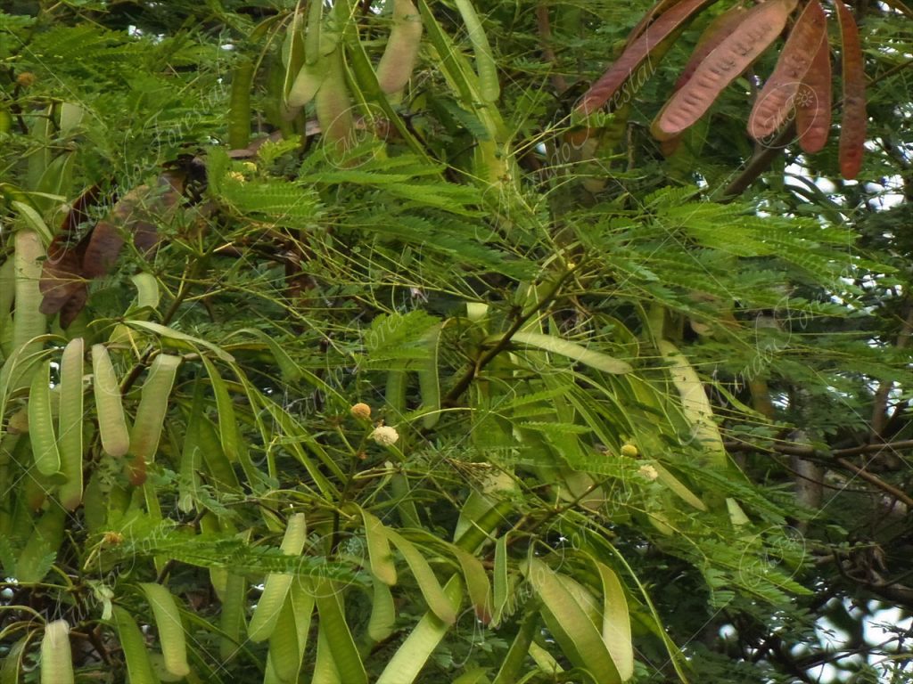 Leucaena - Leucaena leucocephala -