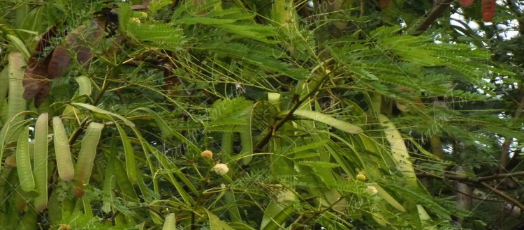 Leucaena - Leucaena leucocephala -