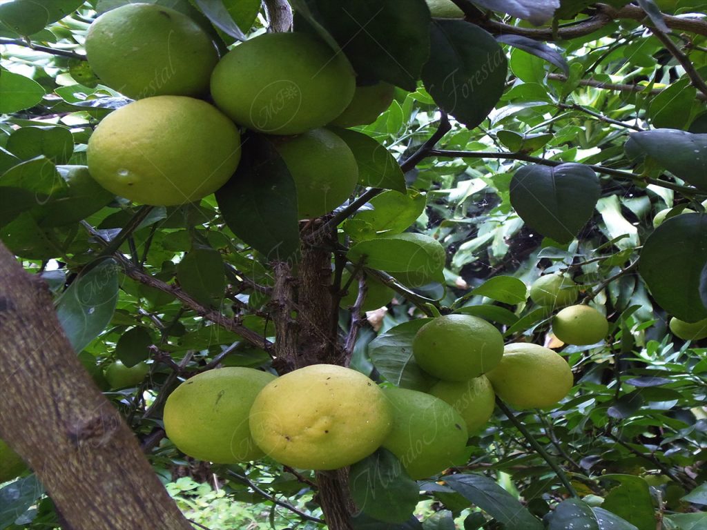 Limón criollo