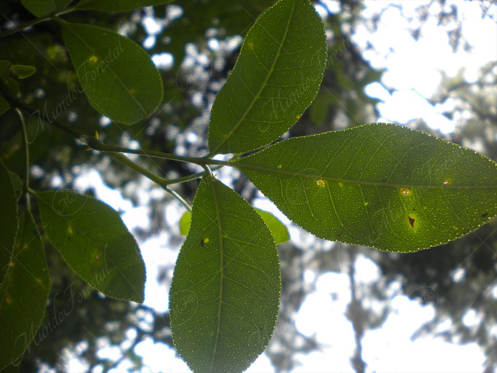 Limoncillo