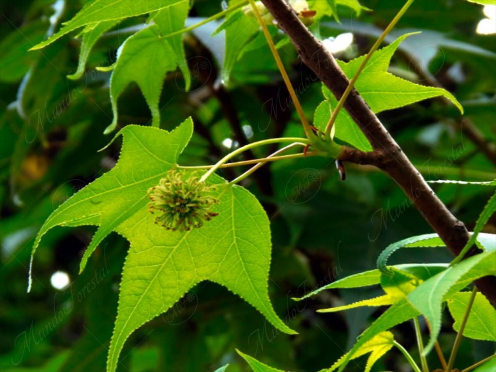 Liquidambar