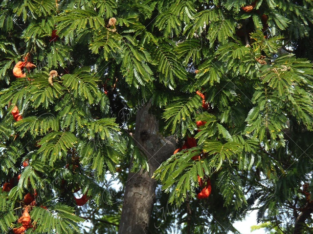 El lorito - Cojoba arborea -