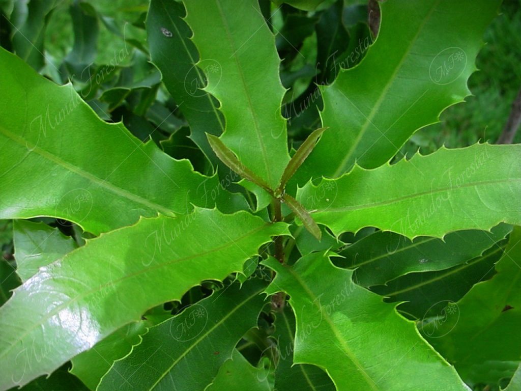 Macadamia