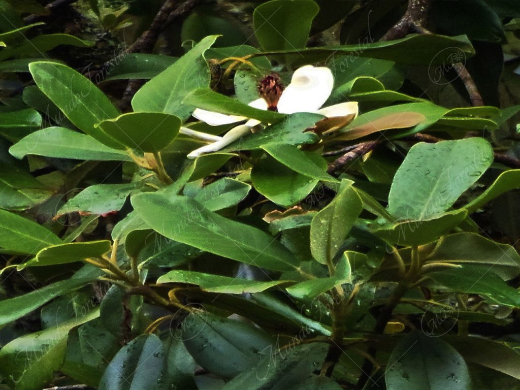 Magnolia