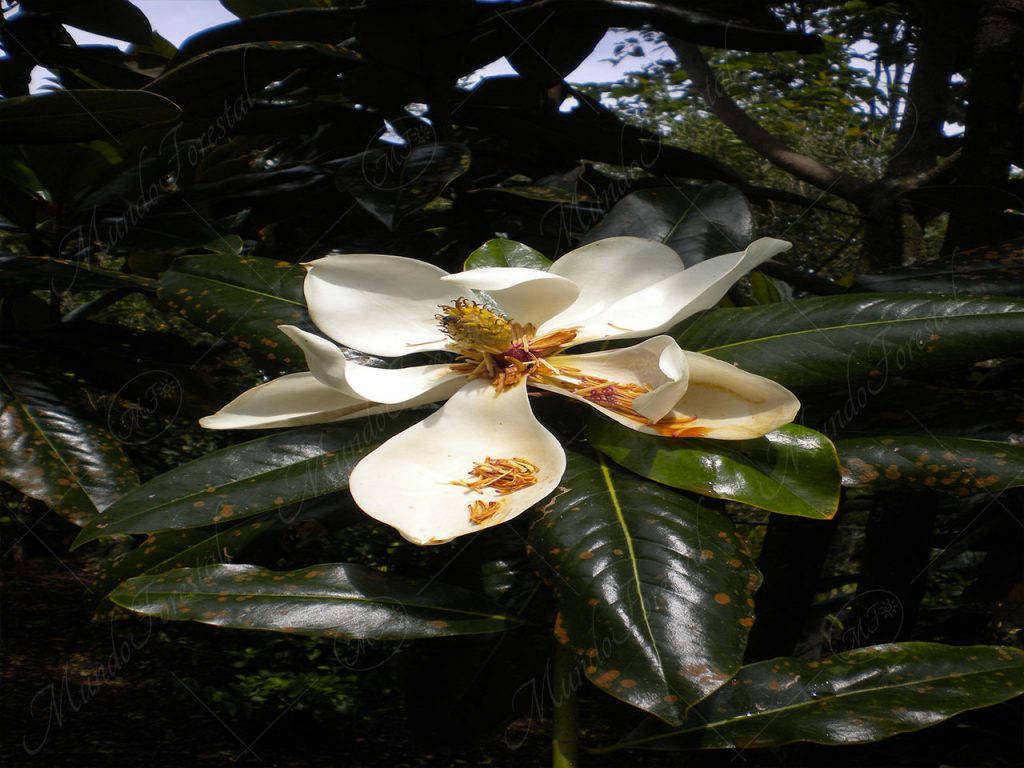 Magnolia grandiflora