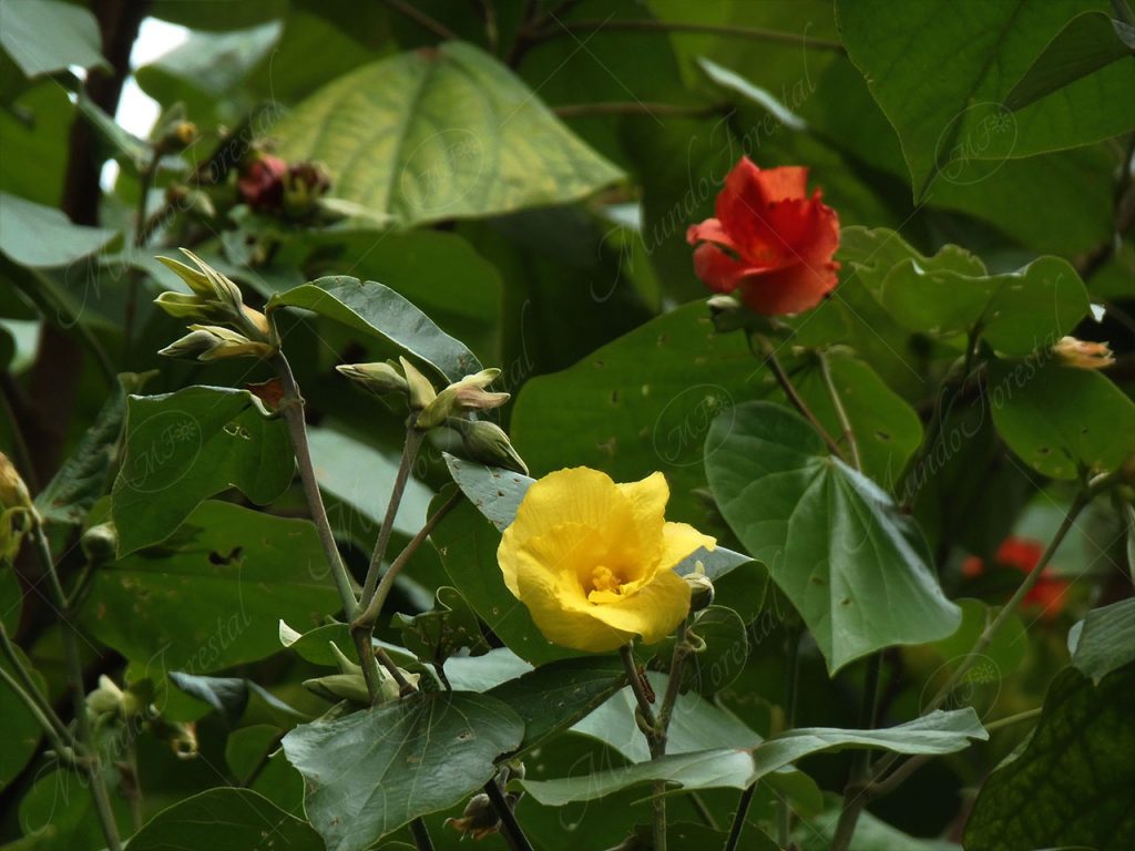 Majagua - Hibiscus pernambucensis
