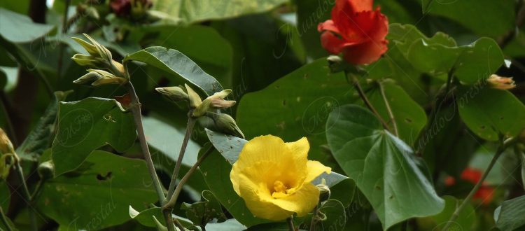 Majagua - Hibiscus pernambucensis