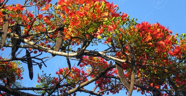 Malinche - Delonix regia