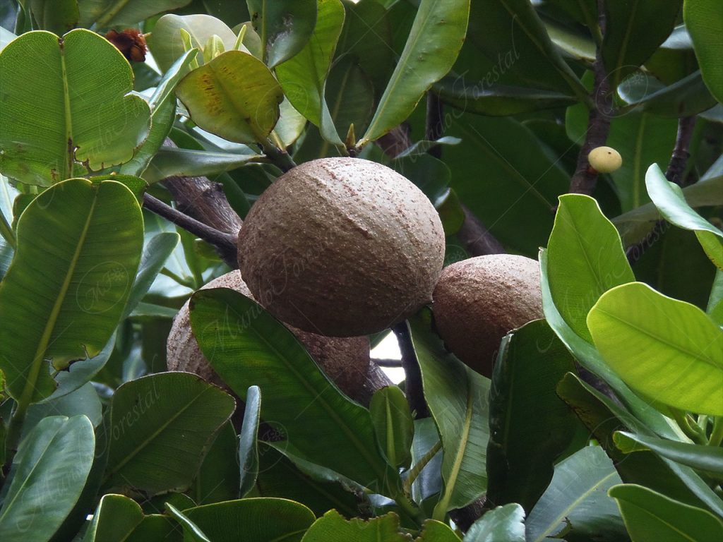 El mamey - Mammea americana -