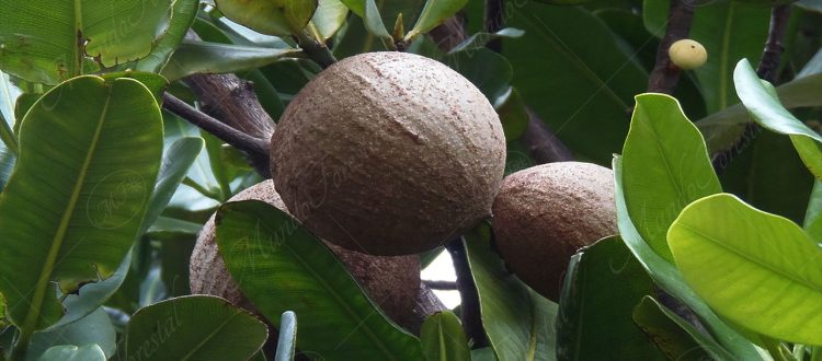 El mamey - Mammea americana -