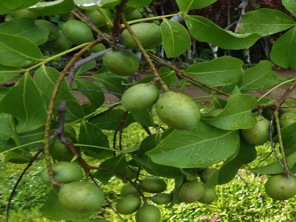 Mamón