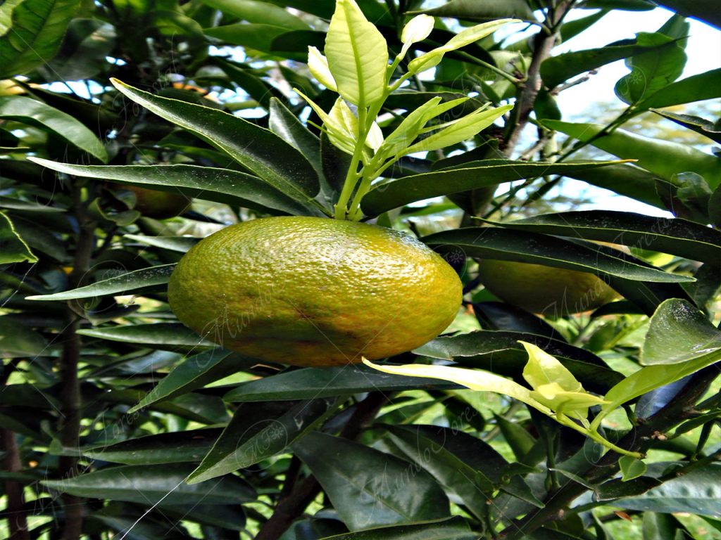 Mandarina
